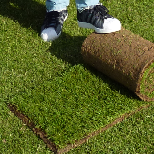 Rouleau d'herbe verte déplié