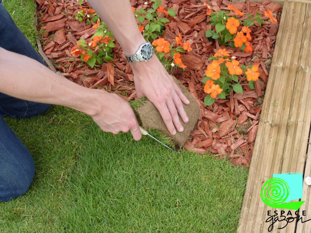 Découpe de la pelouse le long d'une bordure de jardin