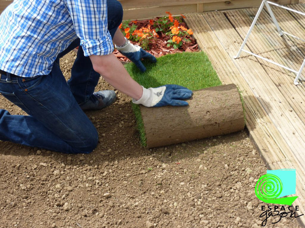 Rouleau de gazon de plaquage déroulé le long d'une terrasse