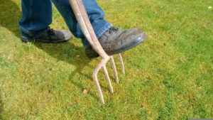 Aération du gazon avec une fourche à bêcher