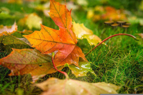 Feuille morte sur pelouse