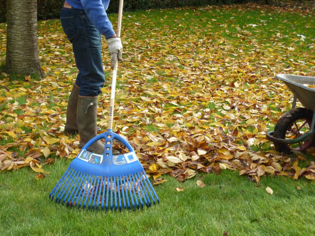 Ratissage du jardin à l'automne