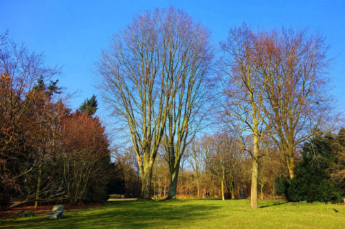 Pelouse d'un parc en hiver