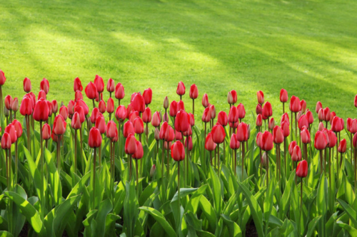 Pelouse et tulipes au printemps