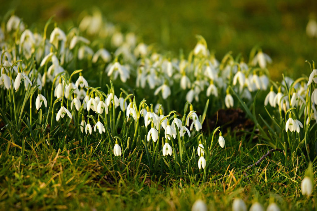 Perce-neige sur une pelouse au printemps